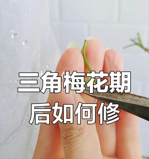 三角梅叠枝修剪技巧是什么？如何正确剪枝条？