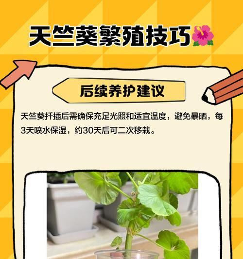 如何辨别并种植真正的天竺葵种子？