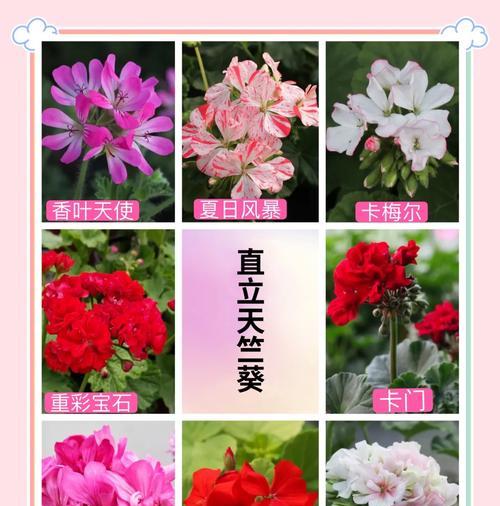 如何辨别并种植真正的天竺葵种子？