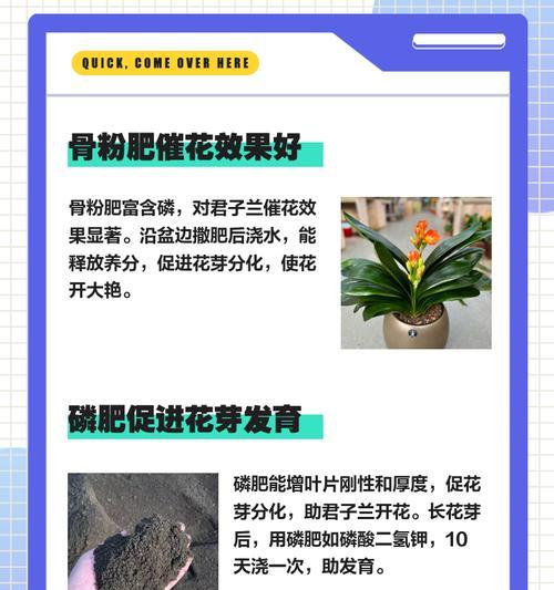 栽君子兰用什么肥料好呢？如何选择合适的肥料？