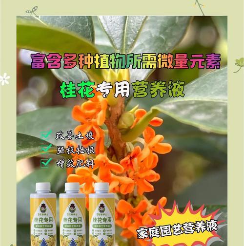桂花树浇水的最佳方法是什么？