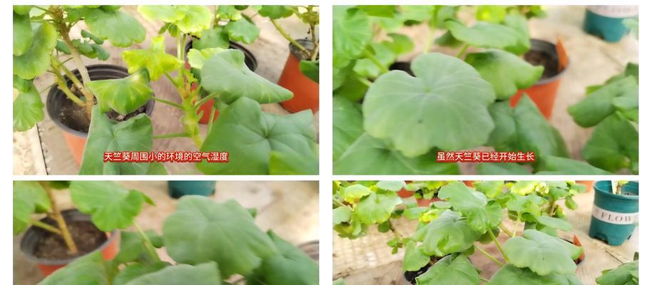 如何使天竺葵生长得更加茂盛？