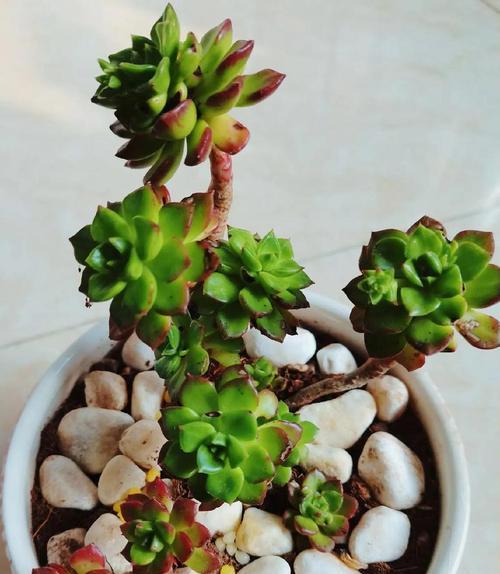 哪些室内植物不开花？