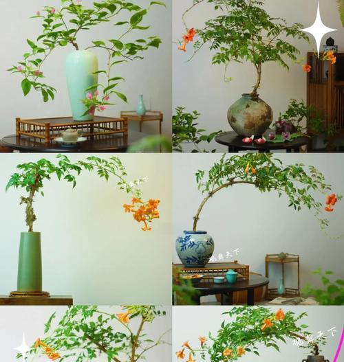 哪些室内植物不开花？