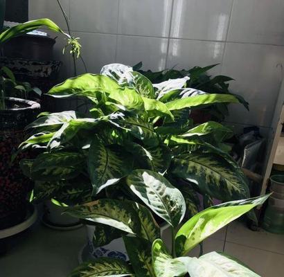 哪些室内植物不开花？