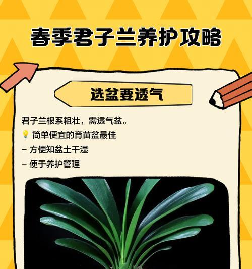 君子兰大轮牡丹的养护方法是什么？