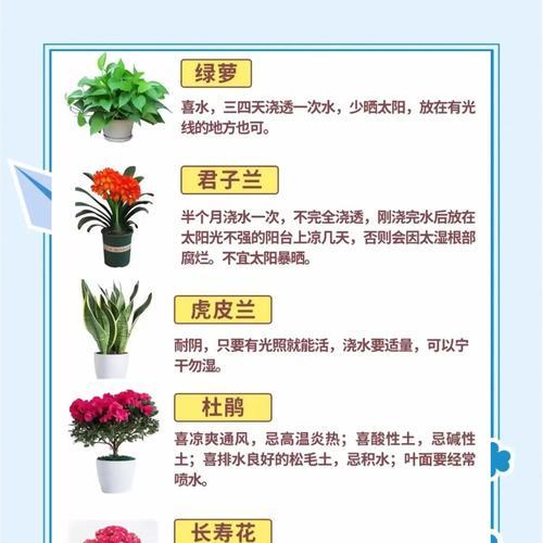 君子兰大轮牡丹的养护方法是什么？
