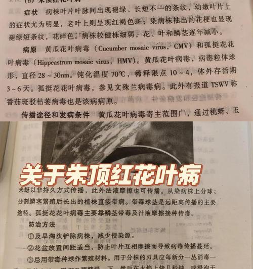 朱顶红红斑病原因？如何防治？