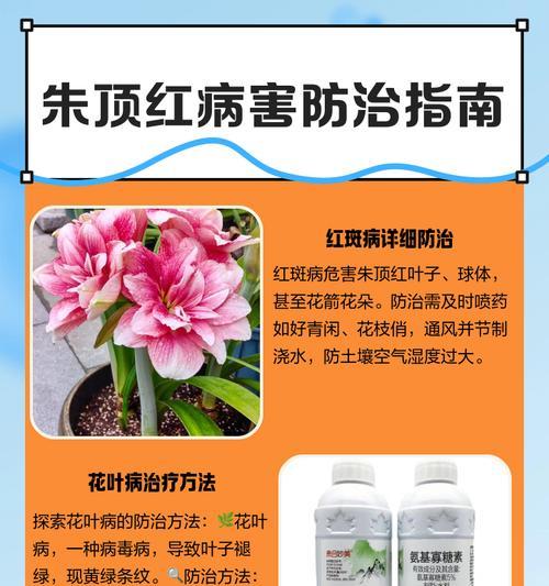 朱顶红红斑病原因？如何防治？