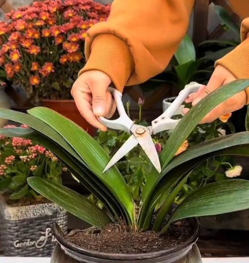 君子兰如何取侧芽？有哪些步骤和注意事项？
