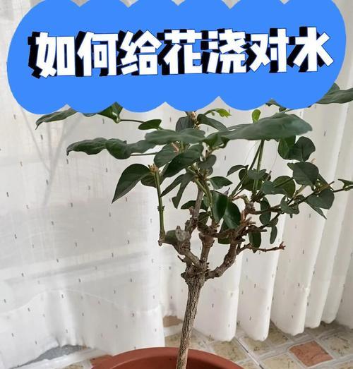 竹子与月季的搭配技巧有哪些？