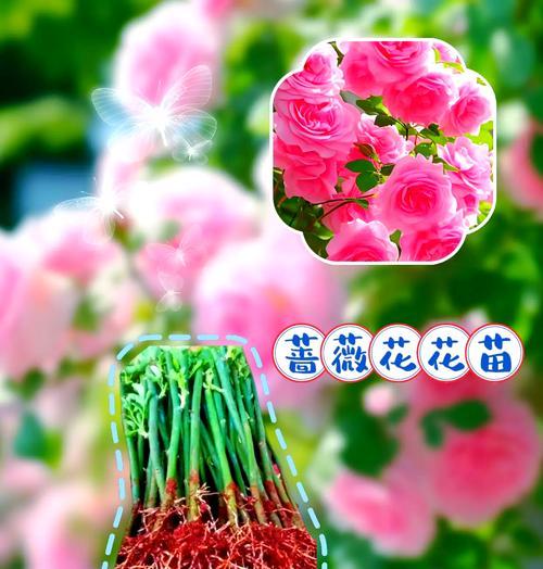 爬藤花阳台的作用是什么？