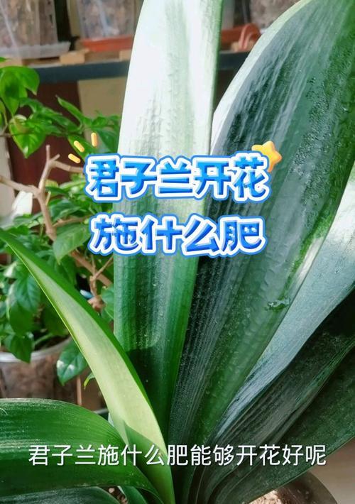 君子兰需要施底肥吗？如何正确施肥？