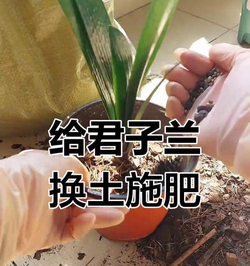 君子兰需要施底肥吗？如何正确施肥？