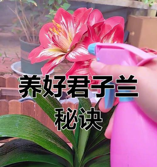 君子兰需要施底肥吗？如何正确施肥？
