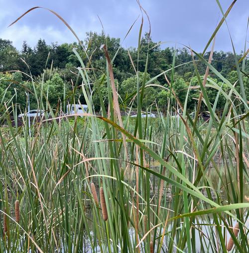 修剪植物叶子不留痕迹？怎样避免发黄？