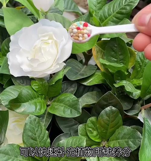 修剪植物叶子不留痕迹？怎样避免发黄？