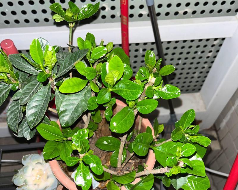 修剪植物叶子不留痕迹？怎样避免发黄？