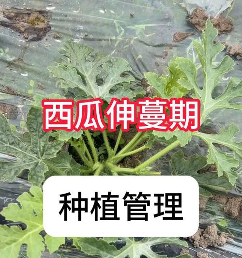 西瓜栽培技术要点是什么？如何提高西瓜产量？