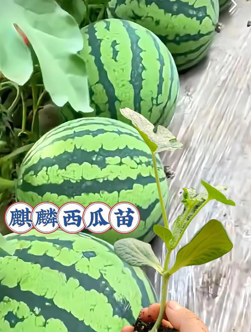 西瓜栽培技术要点是什么？如何提高西瓜产量？