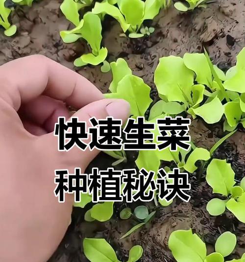 生菜催芽后何时播种合适？