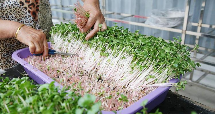 生菜催芽后何时播种合适？
