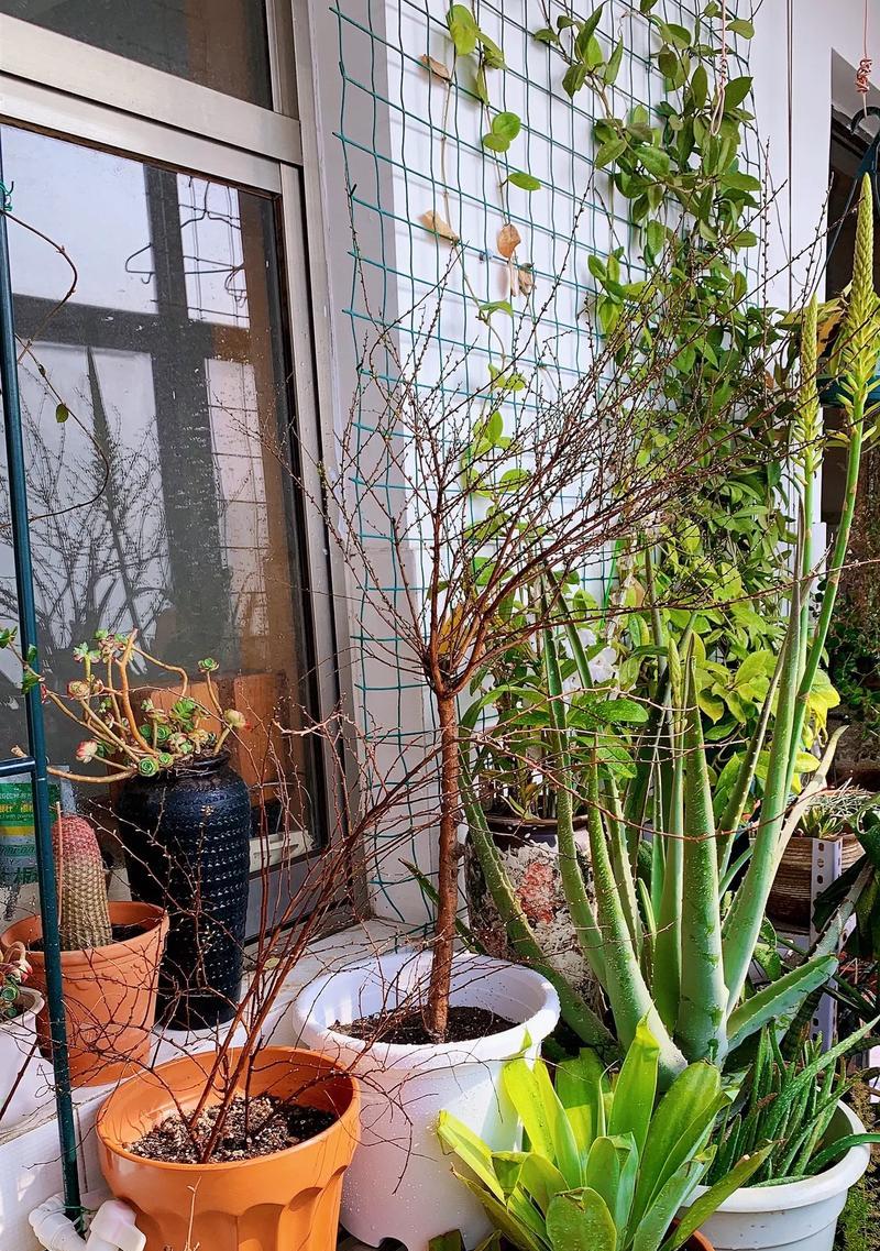 家中阳台适合种植哪些类型的花卉？