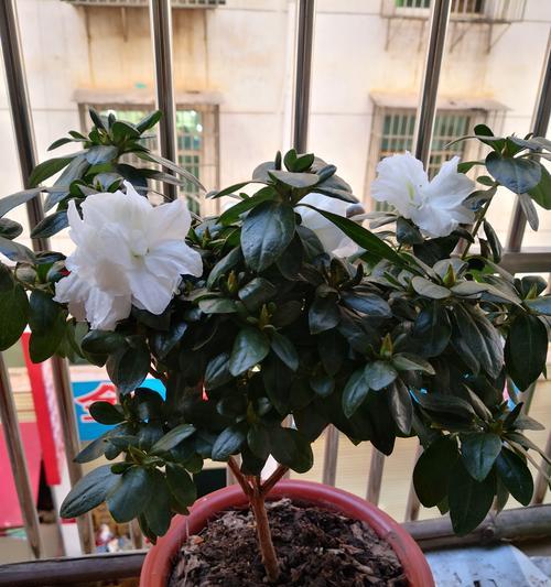 家中阳台适合种植哪些类型的花卉？
