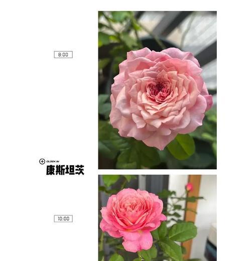 月季种下怎么养护好？养护的正确方法是什么？