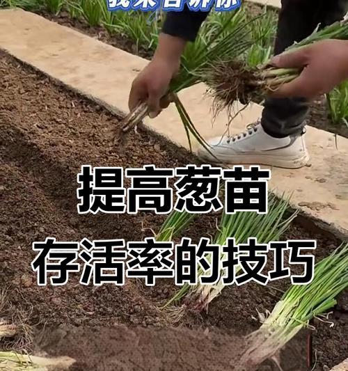 栽苗时如何掌握正确的浇水方法？