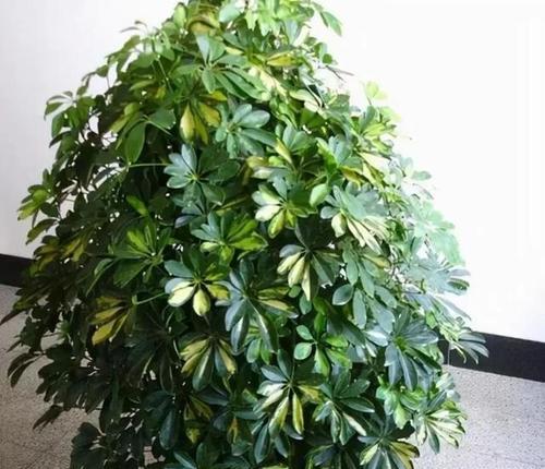四平地区常见的观赏植物有哪些？