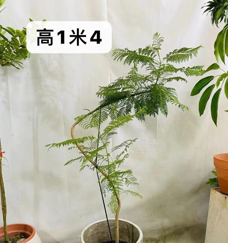 蓝花楹施肥的技巧和注意事项有哪些？