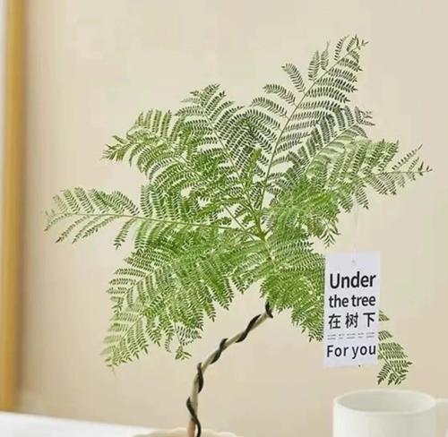 蓝花楹施肥的技巧和注意事项有哪些？