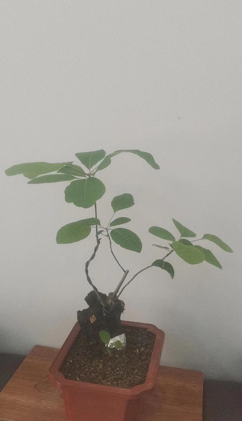 如何培养山红叶盆景使其更加粗壮？