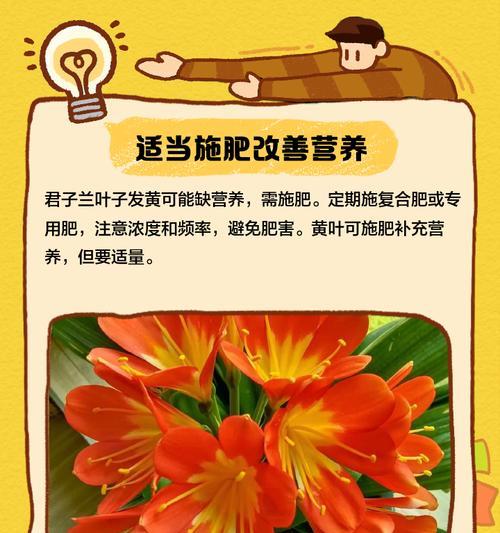 君子兰中间叶子焦怎么办？如何预防和处理君子兰叶子焦边？