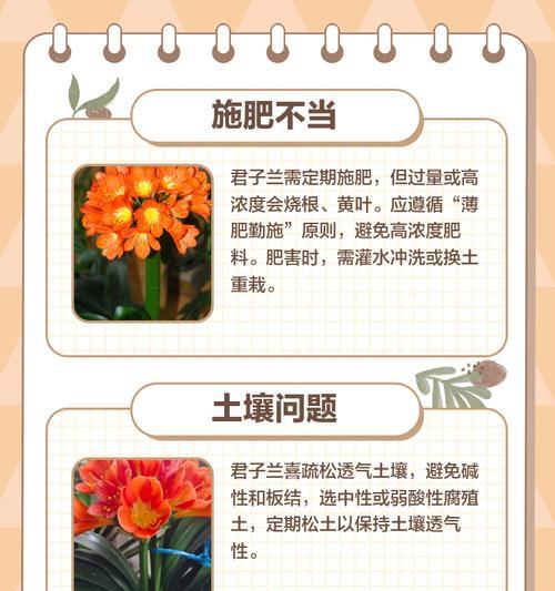 君子兰中间叶子焦怎么办？如何预防和处理君子兰叶子焦边？