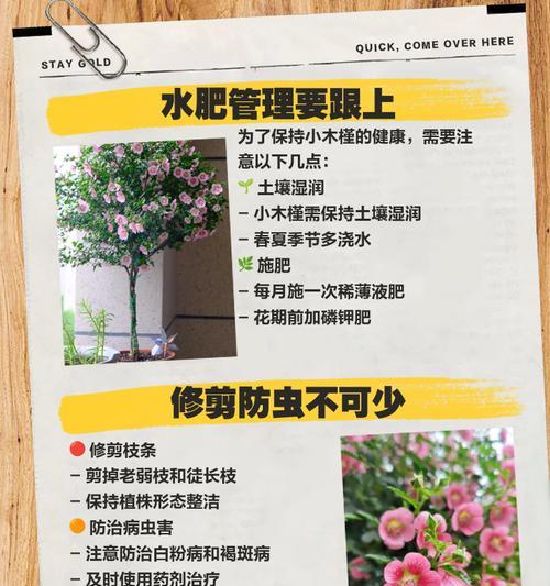小木槿小苗叶子发黄的处理方法是什么？