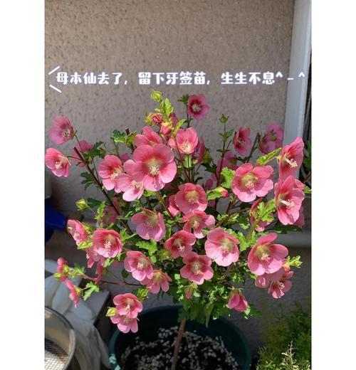 小木槿小苗叶子发黄的处理方法是什么？
