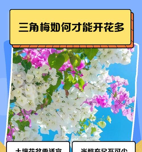 三角梅营养土的制作方法是什么？