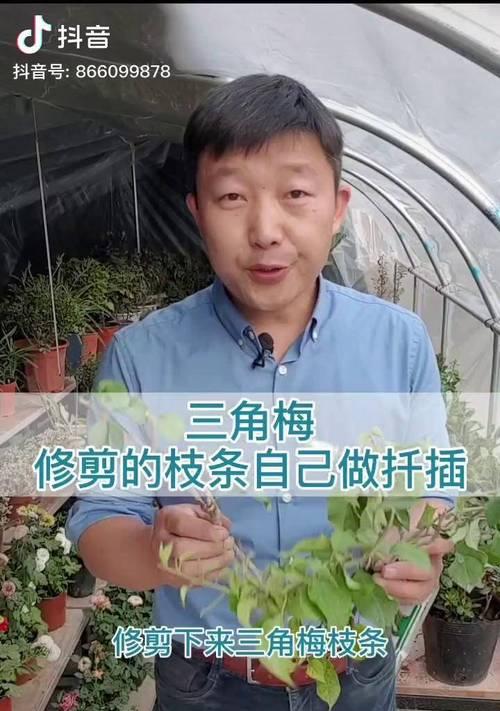 三角梅营养土的制作方法是什么？