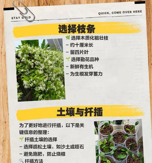 三角梅营养土的制作方法是什么？