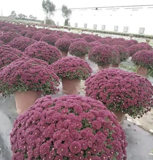 菊花修剪栽培要点是什么？如何进行菊花修剪？