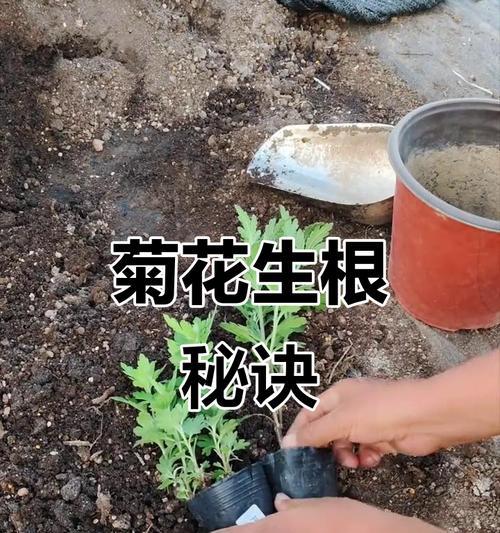 菊花修剪栽培要点是什么？如何进行菊花修剪？