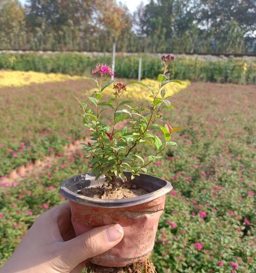 菊花修剪栽培要点是什么？如何进行菊花修剪？