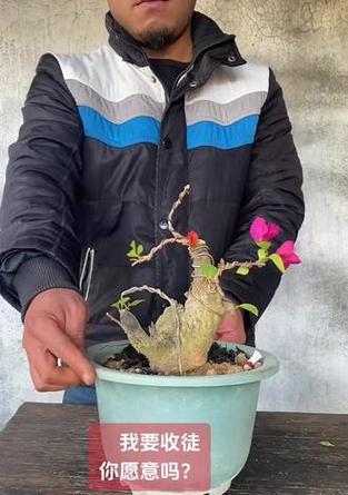 三角梅枝条如何造型？有效方法有哪些？