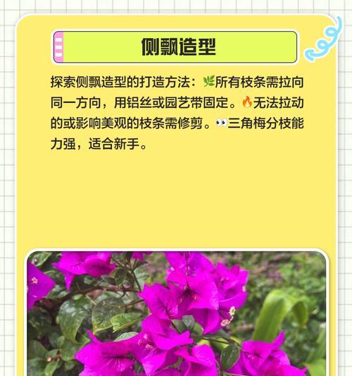 三角梅枝条如何造型？有效方法有哪些？