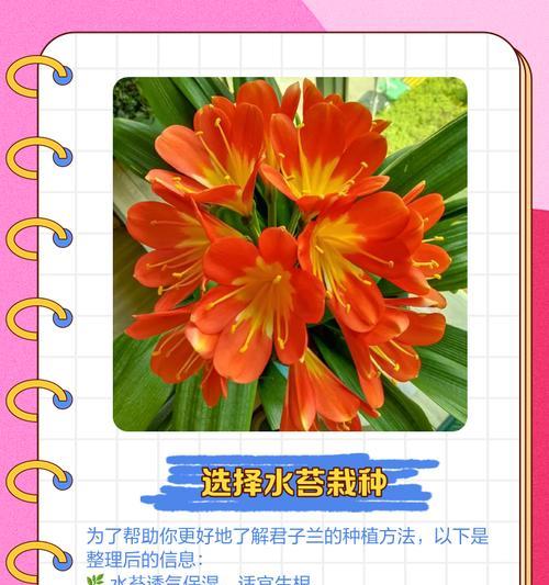 君子兰长虫了怎么处理？