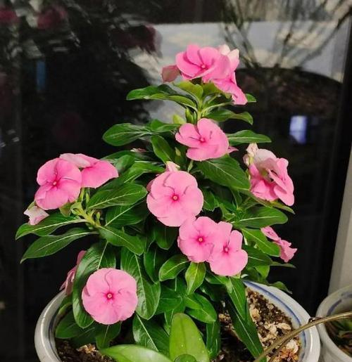 在阳台种的有什么花？如何选择适合阳台的花卉？