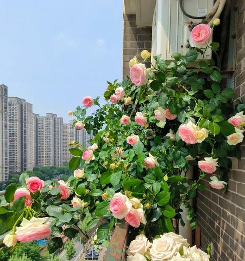在阳台种的有什么花？如何选择适合阳台的花卉？