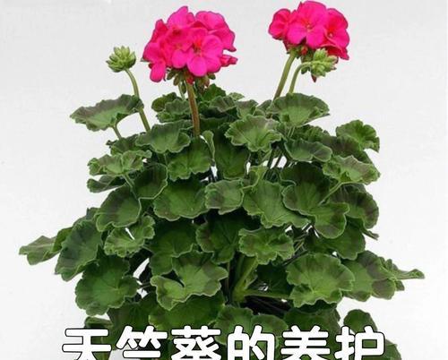如何正确养护天竺葵使其生长旺盛？